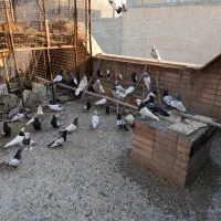 کبوتر نقش(کفتر)