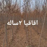 نهال فصای سبز