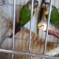 گرینچیک فول دبل رد با سابقه جوجه دهی|پرنده|رشت, گلسار|دیوار