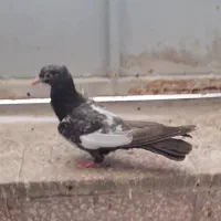 کبوتر جوجه  سینه قهوه ای