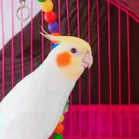 طوطی عروس هلندی لوتینو