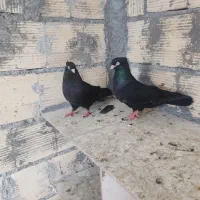 زاغ آبادانی
