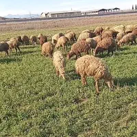 ۶۴راس بره اوداغ فروشی