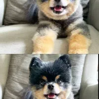 سگ پامرین تک رنگ معاوضه|سگ|کرمانشاه, |دیوار