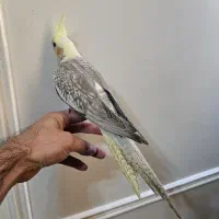 جوجه عروس هلندی