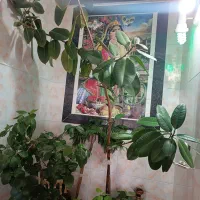 گل فیکوس|گل و گیاه طبیعی|مرند, |دیوار