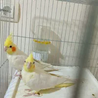 فروش طوطی تک و عروس تک نر|پرنده|شیراز, شهرک صدا و سیما|دیوار