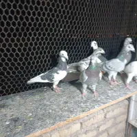 دسته شیرازی|پرنده|یزد, |دیوار