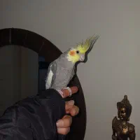 عروس هلندی نر