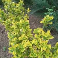 فروش  شمشاد طلایی و سیکاس