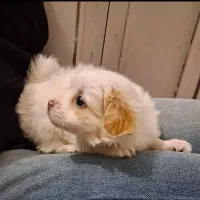 سگ اشپیتز واگذاری