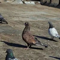 کله ای|پرنده|بندر ماهشهر, |دیوار