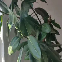 فروش گل گوش فیلی