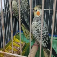 عروس هلندی