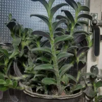 گل پتوس سانسوریافیکوس یوکاکاج مطبق اشک ملکه|گل و گیاه طبیعی|لنجان, |دیوار