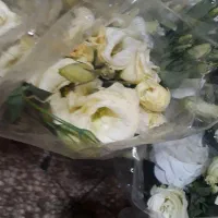 گل داودی ۲۰۰ تازه تازهدسته پرمیخک مینیاتوری لیسبن۰|گل و گیاه طبیعی|ری, بازار گل خاوران|دیوار