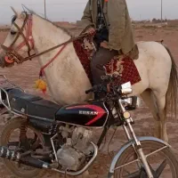 اسب مادیون چهار سال|اسب و تجهیزات اسب‌سواری|تربت جام, کشتارگاه|دیوار