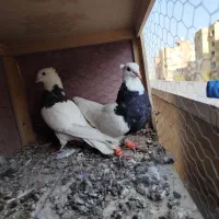 یه جفت طوقی