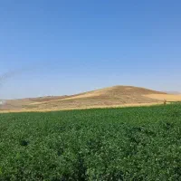 تخم یونجه اصلی ماران با سابقه ۱۵ساله