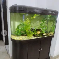 اکواریوم ماهی