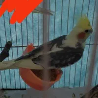 عروس هلندی گمشده