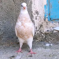 دوتا جوجه طوق زرد خفت|پرنده|سنندج, |دیوار