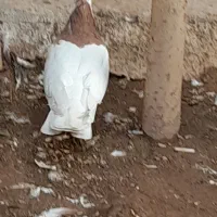 کبوتر طوقی|پرنده|شوشتر, |دیوار