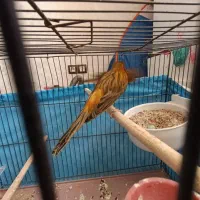 قناری|پرنده|شیراز, سجادیه|دیوار