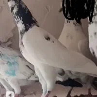 کفتر پرشی