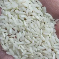 برنج عنبر بو شوشتر