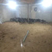 گوشت بوقلمون موجود است