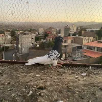 رنگه آس دمبی کله طوقی اوقون دم سفید|پرنده|مشهد, وکیل‌آباد|دیوار