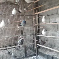 تعدادی کفتر بلند پرواز و خوش سو