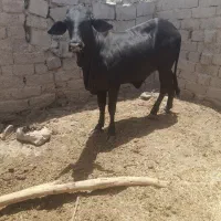 گوساله