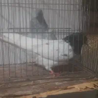 تعدادی کبوتر|پرنده|گرمی, |دیوار