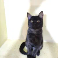 گربه بریتیش|گربه|تهران, بوستان سرخه حصار|دیوار