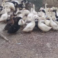 ادرک چاق و چله کشتنی