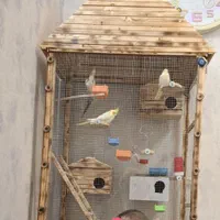عروس هلندی|پرنده|اصفهان, ولدان|دیوار