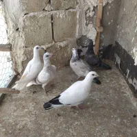 کبوتربجنورد|حیوانات|مشهد, شهید فرامرز عباسی|دیوار