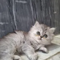 بچه گربه ۲ماهه|گربه|گنبد کاووس, |دیوار