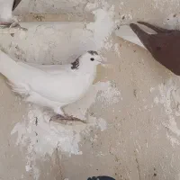 مغنه ای