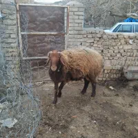 سلام یک قوچ بخته سالم تیزرو وکارده به شرت وتزمین|حیوانات مزرعه|گلبهار, بیزکی|دیوار