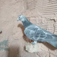 کفتر پرشی ضربه جفتی۹۰۰