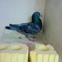 کبوتر پلاکی|پرنده|شیراز, کاراندیش|دیوار