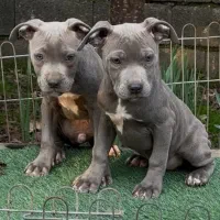 توله پیتبول بلو|سگ|رشت, گلسار|دیوار