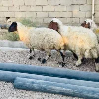 میش داشتی درجه یک