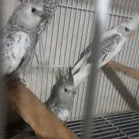 عروس هلندی مرغ عشق