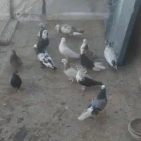 کفتر،پرشی،رنگی