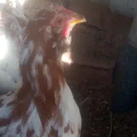 مرغ محلی|حیوانات مزرعه|زرند, |دیوار