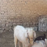 پازن سانن|حیوانات مزرعه|مرودشت, محمد آباد|دیوار
